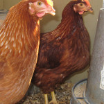 chicken_beaks We have no beaks