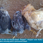 chickens-dead
