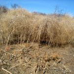 asaparagus-bed Asparagus Patch in Mid Clean-Up