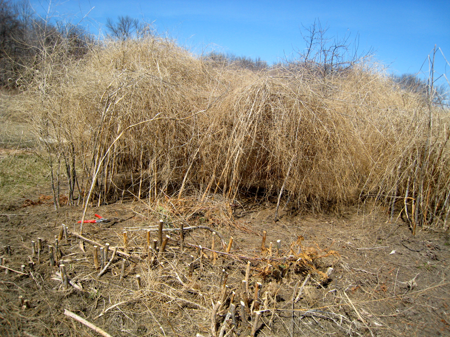 Asparagus Patch in Mid Clean-Up