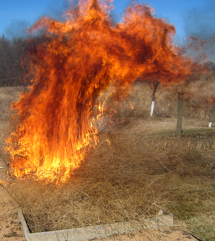 Burn Baby Burn. (No room in compost for dead tops)