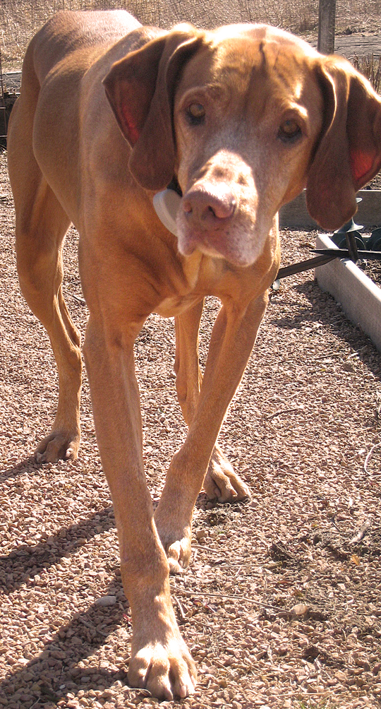 No day in the garden is complete without Buzz, eagerly waiting for a rock to be throw, that he may fetch it.