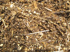 compost_closeup