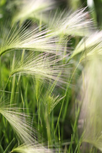 squirrel-tail-grass