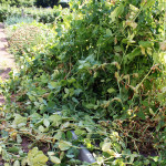 Sad Pea Plants Sad Pea Plants
