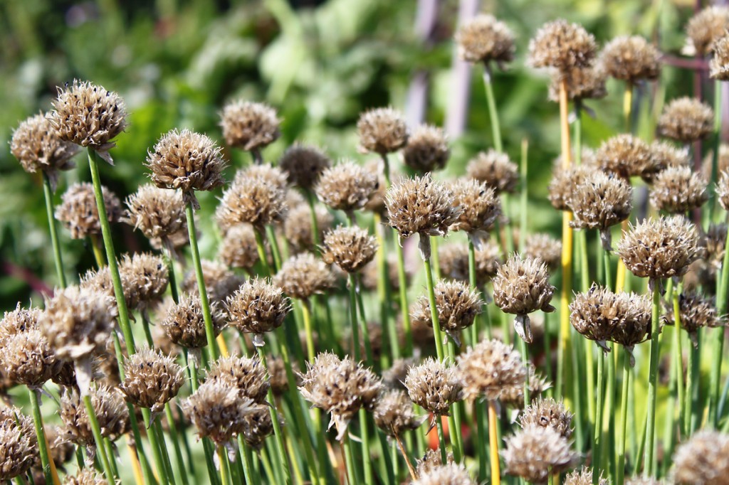 I HATE chive seeds!