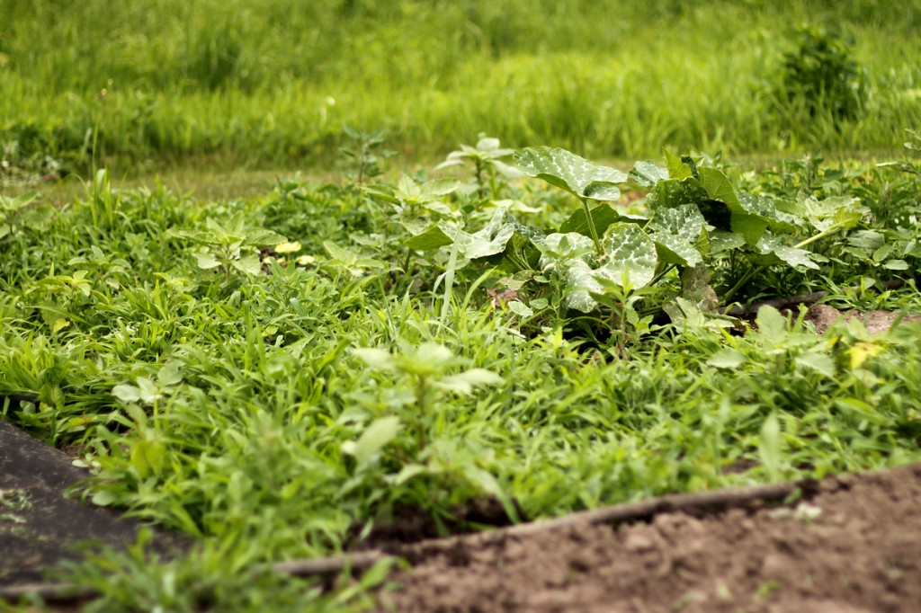 Weeds in the pumpkins and squash plants