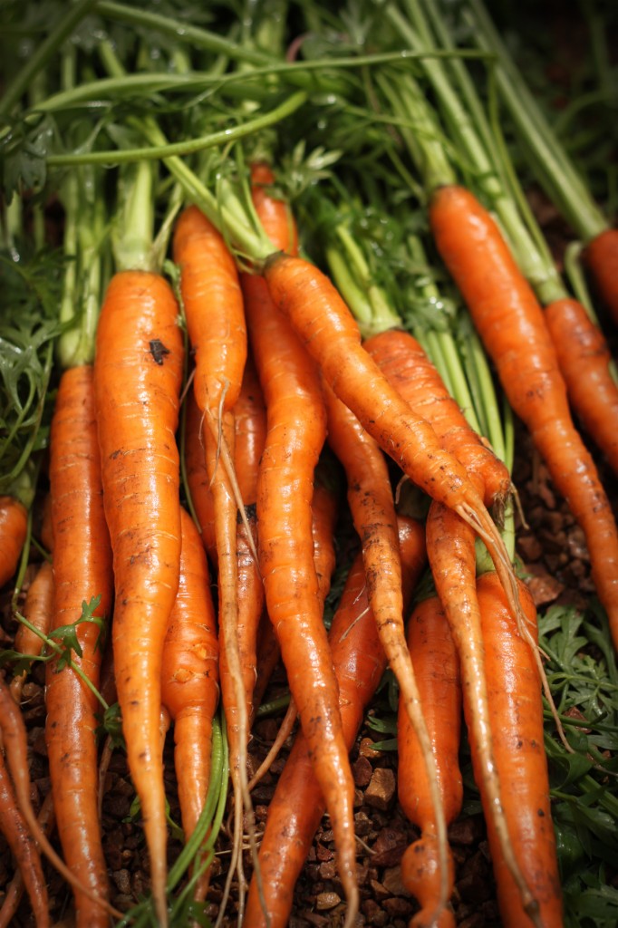 First carrot harvest