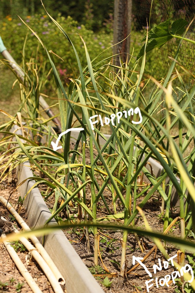 some garlic ready to harvest