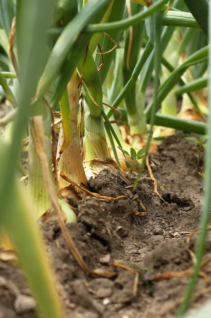 Onions still have strong necks