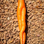 Sexy Can-Can Girl Carrot Sexy Can-Can Girl Carrot