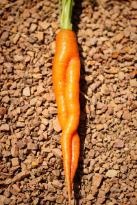 Sexy Can-Can Girl Carrot