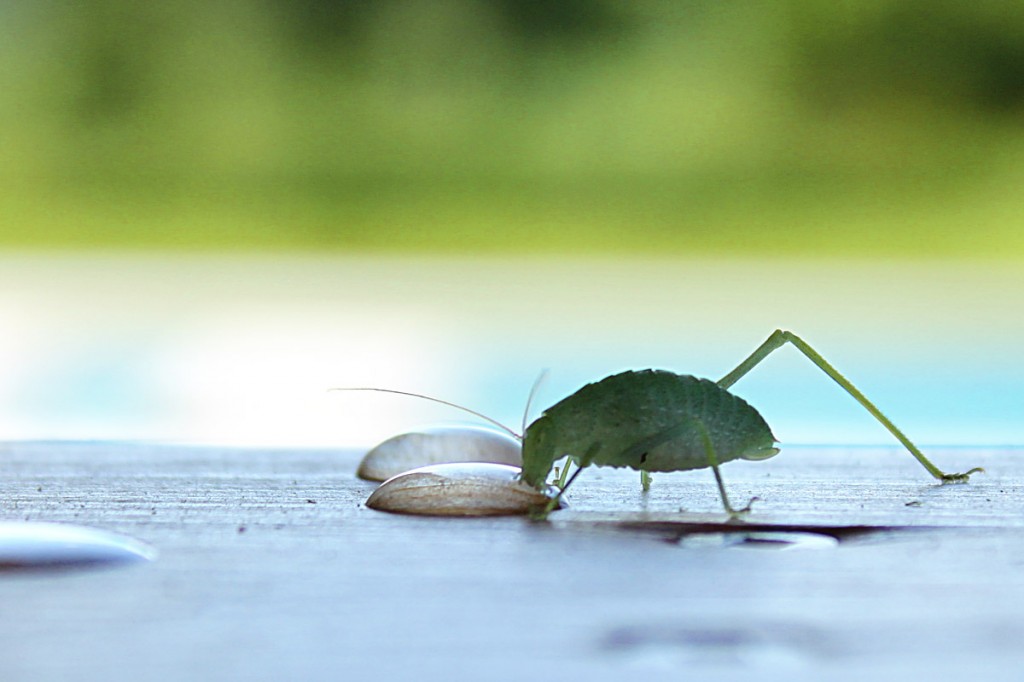 bug drinking!