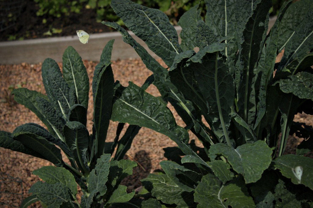 cabbage moth on kale