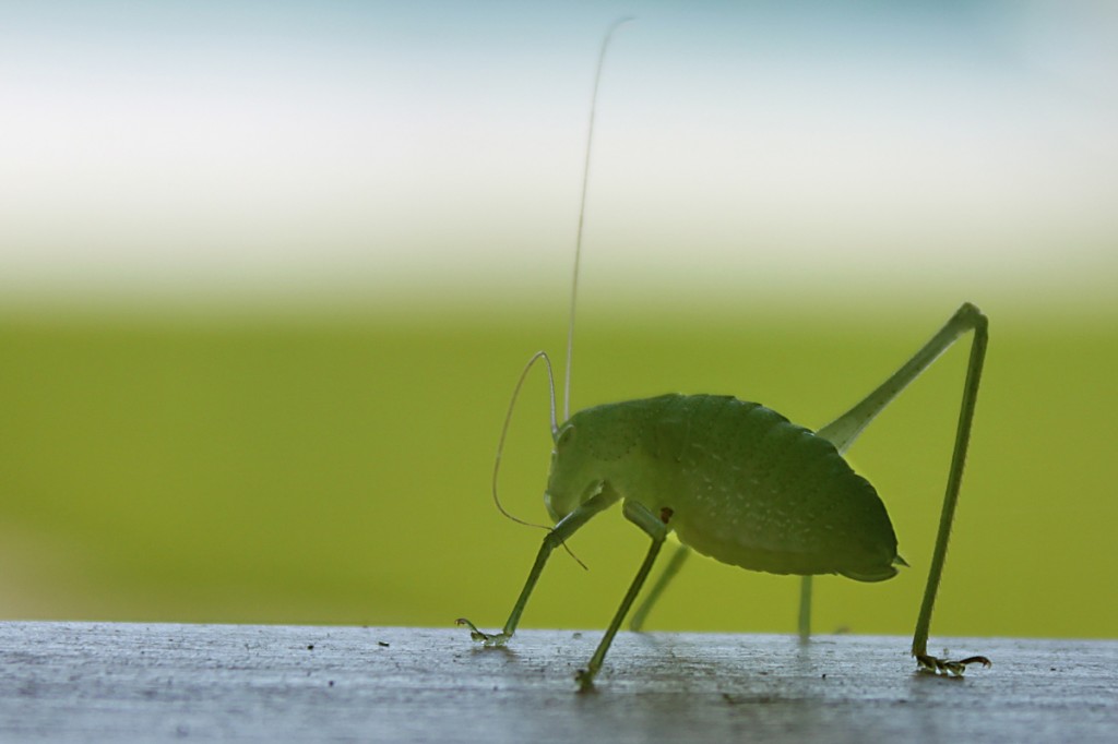 green bug!