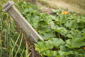 sweet dumpling squash