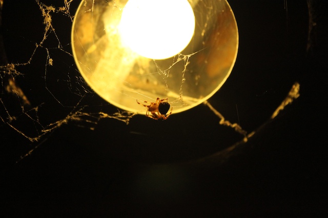 I tipped my head back and saw the big daddy spider. eek!