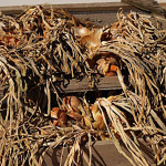 Harvested and Cured Onions Ready for Storage and Chopping Harvested and Cured Onions Ready for Storage and Chopping