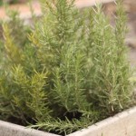 Baby Rosemary. Too lazy to go take picture of bib mamma in the rain... Baby Rosemary. Too lazy to go take picture of bib mamma in the rain...