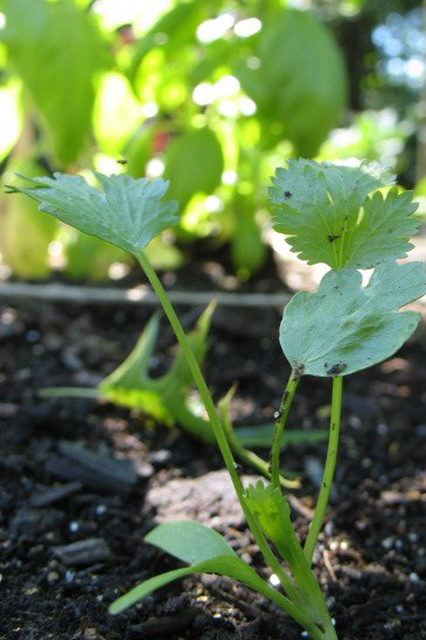 cilantro seedlings falling over