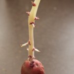 my favorite potato
