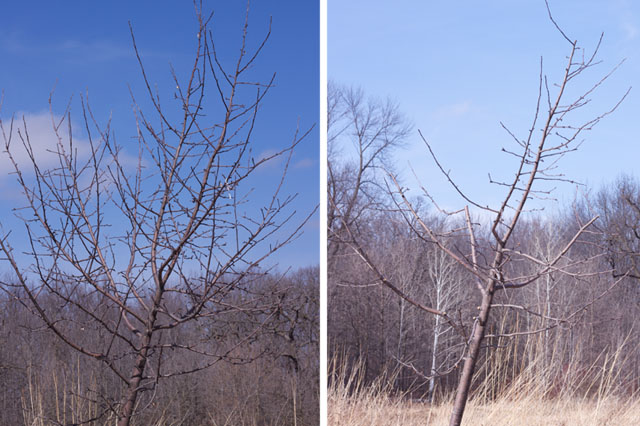 pruning apple trees pictures. How Not to Prune an Apple Tree