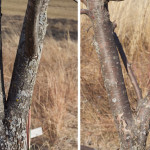 tree fork