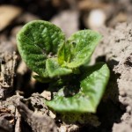 Baby potato greens