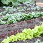 Black Seeded Simpson green lettuce ready to harvest!