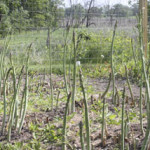 asparagus to seed