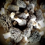 Morels! Morels!
