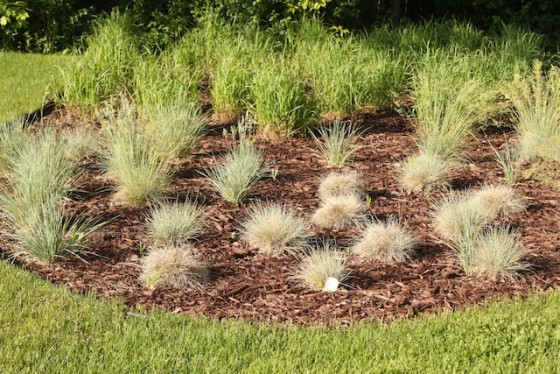 What Causes Blue Fescue To Turn Brown DerivBinary