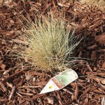 Elijah Blue Fescue