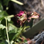 dead peony bud