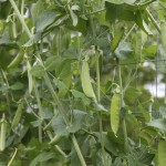 Pea Trellis