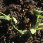 Sad, sad transplanted Watermelon seedlings