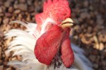 RIP Chicken Little