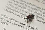 lone bug