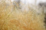 asparagus in the dew