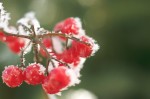 frost on viburnum