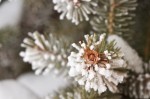 Frost on Pine