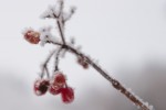 Frost on Rose Hips