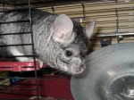 Chin in his old cage