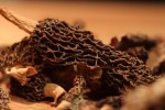 dried Morel mushroom heaven