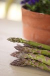First Asparagus Picking