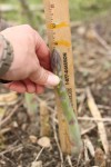 asparagus grows 3 inches in 7 hours