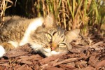 Pokie lazing in the sun fall 2010