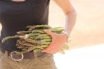 coming in with my daily load of asparagus