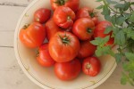 Brandywine and Fourth of July variety tomatoes
