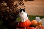 Happy Halloween!